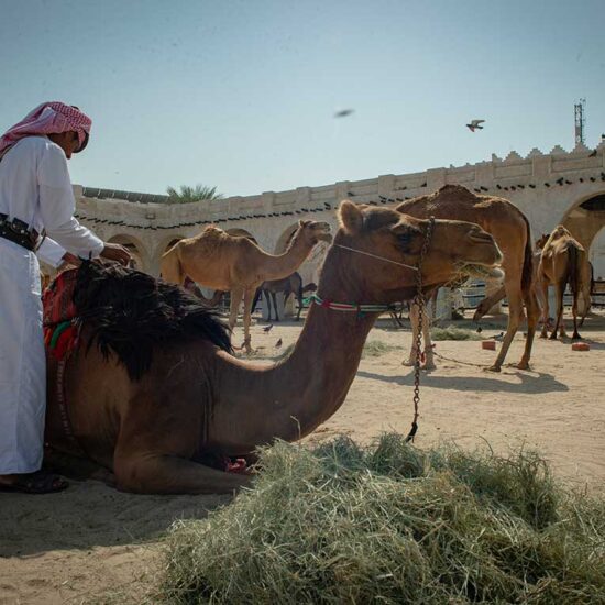 Camel and Horse Stables – Souq Waqif